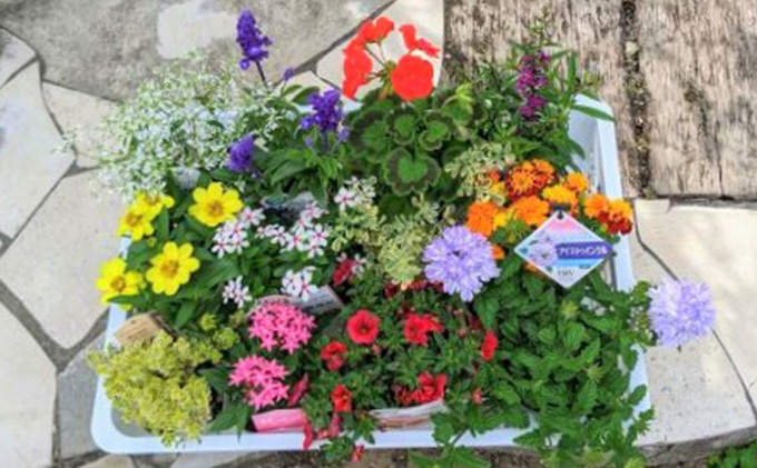 季節のおすすめ花苗（プレミアム花苗含む）春・秋 年2回コース