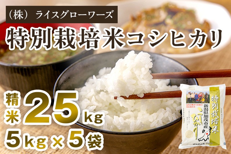 
                  【令和7年産】新潟県加茂市産 特別栽培米コシヒカリ 精米25kg（5kg×5） 《順次出荷》 従来品種コシヒカリ 新潟県産コシヒカリ 新潟産コシヒカリ 新潟コシヒカリ 新潟県産こしひかり 新潟産こしひかり 新潟こしひかり コシヒカリ こしひかり お米 白米 米  （株）ライスグローワーズ
                