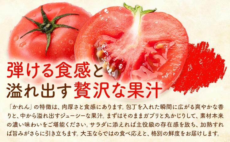 【大津アグリラボ】大玉トマト かれん 約2kg 株式会社中九州クボタ《10月上旬-6月下旬頃出荷》熊本県 大津町 トマト 大玉 野菜---oz_nkb_2_2kg---