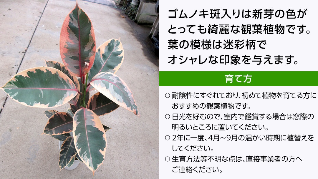 ゴムノキ 斑入り 5号ポット 1点 家庭 で 園芸 鉢植え 苗 庭木 果樹 ガーデニング 植物 確実園 [BG015us]