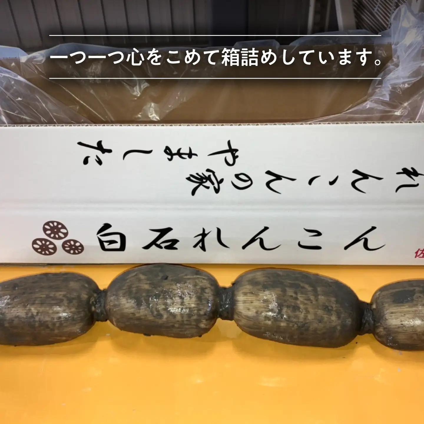 年末発送 泥付きれんこん3kg / れんこん 先行予約  [IAW003]
