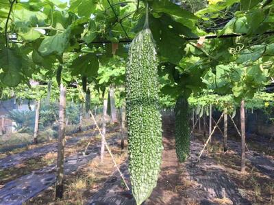 【先行予約】結いの街　新鮮夏野菜野菜！ゴーヤ