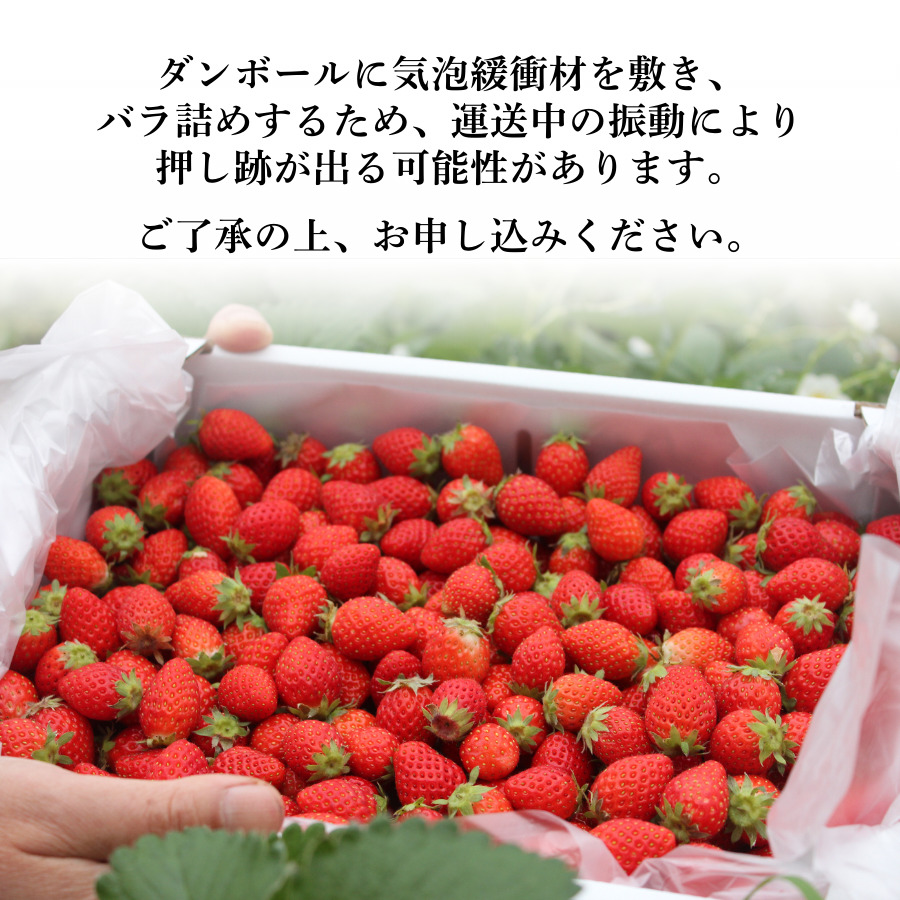 【先行予約＿2027年出荷分】イチゴ　加工用イチゴ　厳選バラ詰め　1.7kg（6.5パック相当）　　【 苺 いちご イチゴ かおり野 恋みのり 産地直送 旬 果物 フルーツ くだもの 静岡県 伊豆 南