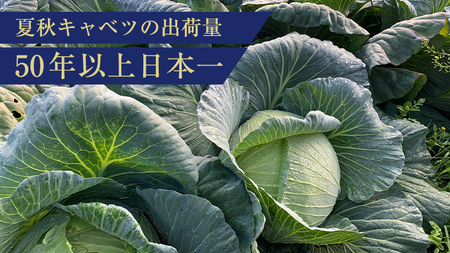 《 先行予約 》定期便 嬬恋 高原 キャベツ 4玉 1ケース 2024年7月発送開始 隔月2回 嬬恋キャベツ きゃべつ 産地直送 群馬 お取り寄せ 野菜 セット Lサイズ [AS006tu]