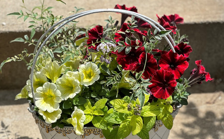 季節の寄せ植え Ｍサイズ