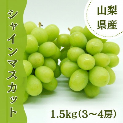 【ふるさと納税】やみつきシャインマスカット (500g以上(1房)/1.5kg(3～4房)【配送不可地域：離島】【G1304377】