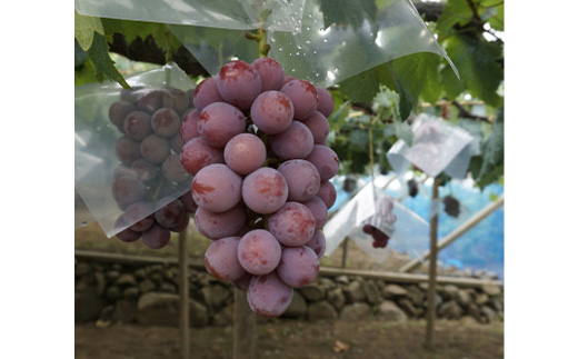 【2026年先行】数量限定ぶどう三色セット(クインニーナ、シャインマスカット、ピオーネ)2kg【配送不可地域：離島】【1670538】