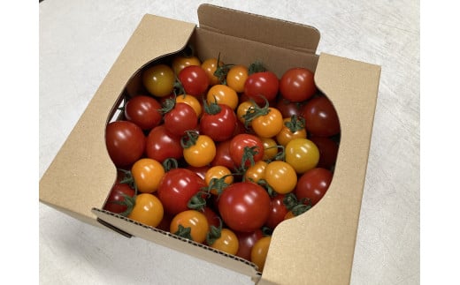 京丹後産・京ミニトマト 1kg（2026年5月中旬～発送）野菜 ミニトマト 1キロ サラダ 色とりどり とまと 京野菜 ふるさと納税 トマト 不揃い ふぞろい わけあり 訳アリ ワケアリ 訳有り 1き