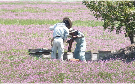 備前産 令和5年採取 純粋蜂蜜セット1 【ギフトケース】