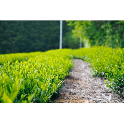 ふるさと納税 岐阜県 粉末茶3種セット(粉末煎茶/粉末ほうじ茶/粉末和紅茶) |  | 02