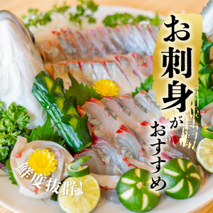 シマアジ 約1.5kg 1尾 しまあじ 縞鯵 高級魚 鮮魚 産地直送 冷蔵 養殖 国産 数量限定