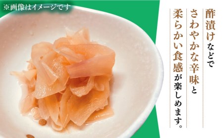 【2024年8月〜発送】新生姜 約4kg / ショウガ南島原市 / ふくはちファーム/福島農園[SBS018]