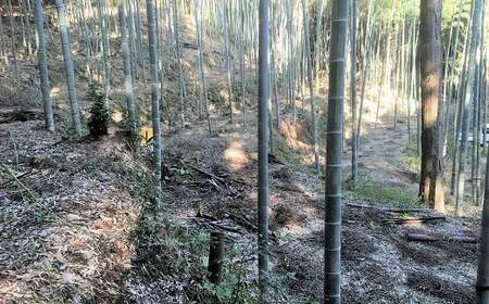 【先行受付】たけのこ畑で育てた赤土たけのこ 4kg予約 《3月下旬-4月末頃出荷》熊本県 南関町産 春 筍