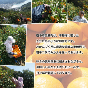 【訳あり】黒田農園直送　西宇和産温州みかん　10㎏(南柑20号、サイズ不揃い)