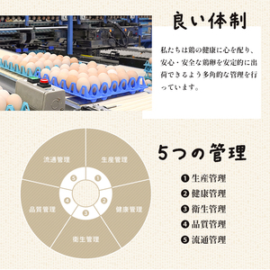 【 隔週６回定期便 】 卵 240個 ： 40個×6回 無選別 MS～LL 京の贈り物 20個×2パック×6回 毎月お届け 割れ保証10個 大容量 玉子焼き ゆで卵 生食 卵かけご飯 目玉焼き 新鮮 