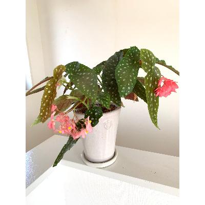 ふるさと納税 府中市 ベゴニアのパイオニア　花郷園オリジナル　木立性ベゴニア「流れ星」