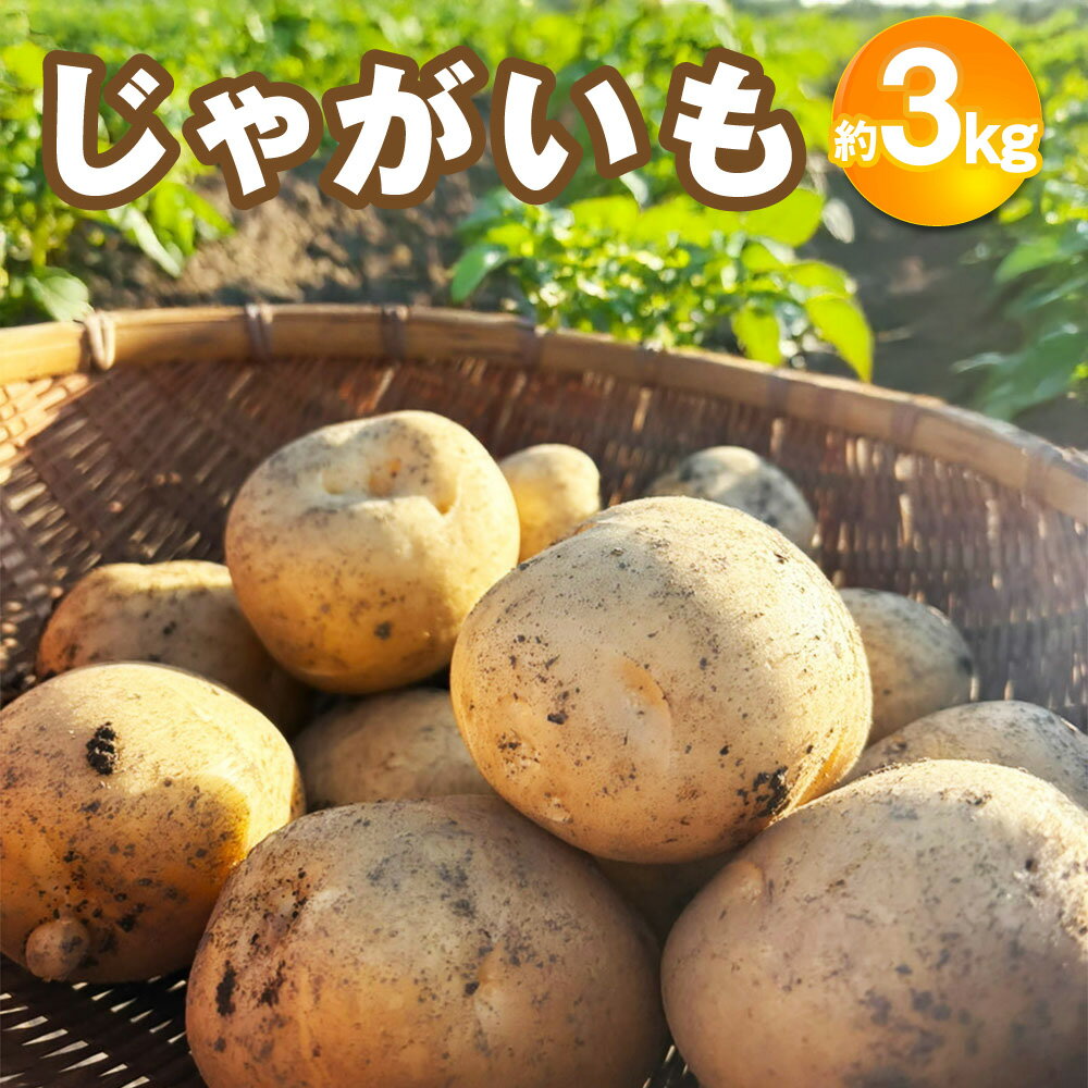 【ふるさと納税】じゃがいも （西豊） 約3kg 【2026年12月下旬～2027年2月下旬迄順次発送予定】 いも イモ 芋 ジャガイモ 食品 高知県 香美市 送料無料