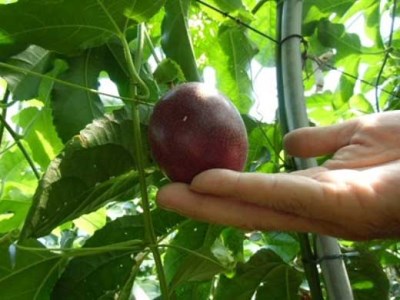 【数量限定】南国の味「10％パッションフルーツ果汁入り飲料」30本入り