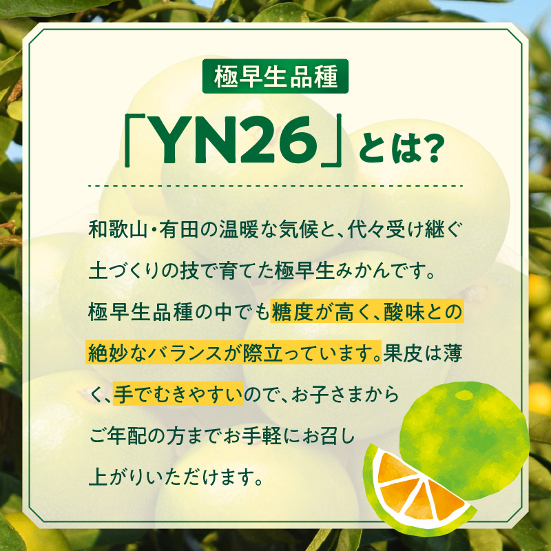 ZT6403_有田みかん　極早生　秀品　約5Kg