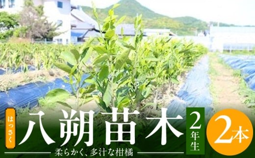 【2027年先行予約】八朔(はっさく)　苗木 2年生 2本 _ZE6144