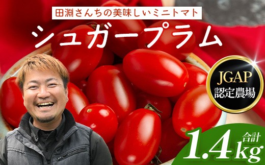 【先行予約・2026年10月より順次発送】田淵さんちの美味しい ミニトマト シュガープラム（約1,400g）GP-2｜鹿児島県 南大隅町