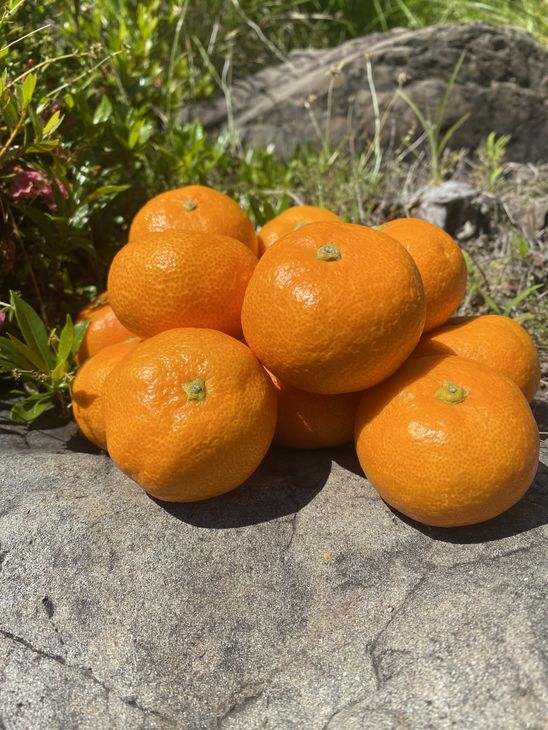 【ふるさと納税】マルユー園のこだわり 有田みかん 青秀 5kg【ミカン 蜜柑 柑橘 温州みかん 和歌山 有田】