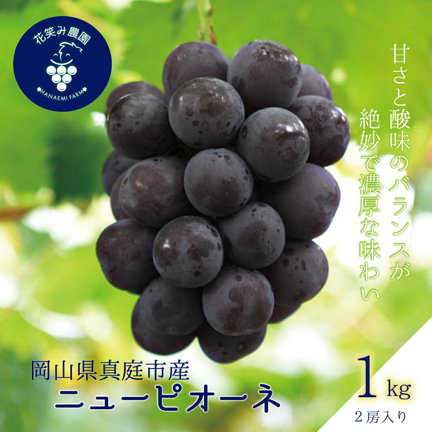 【ふるさと納税】 ぶどう 岡山 花笑み農園『ニューピオーネ』1kg（2房） P-1 hana14　2025年9月上旬～受付順に発送予定　贈答用 岡山 真庭 ピオーネ 高級 1kg 贈答 2025 真庭市 大粒 葡萄 果物 フルーツ 濃厚ピオーネ 人気 数量限定 【1144366】