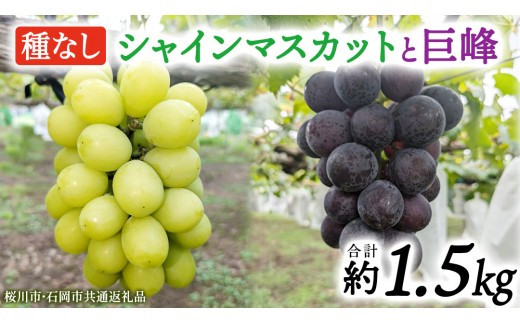
                  シャインマスカットと巨峰（種なし）約1.5kg（計2～3房）ご家庭用 (桜川市・石岡市共通返礼品) 数量限定 ぶどう ブドウ 果物 フルーツ 旬 人気 産直 採れたて 新鮮 国産 産地直送 茨城県 [FB018sa]
                