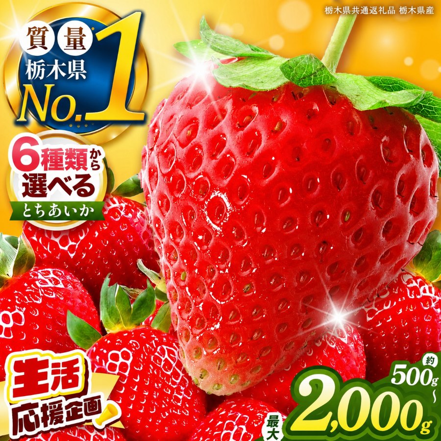 【ふるさと納税】いちご とちあいか 訳あり 定期便 栃木県産 500g～2kg以上 【2026/27先行予約】| 年内発送 可能 高評価 人気 フルーツ 果物 栃木県共通返礼品 栃木県産