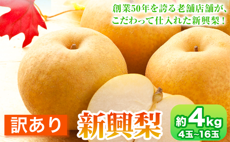 【2026年先行予約】訳あり 新興梨 約4kg (4~16玉) 高間商店《2026年10月上旬-11月下旬頃出荷予定》鳥取県 八頭町 梨 なし ナシ 果物 フルーツ 厳選 訳あり 送料無料 新興梨 甘い 果実 果汁 高間商店st-p