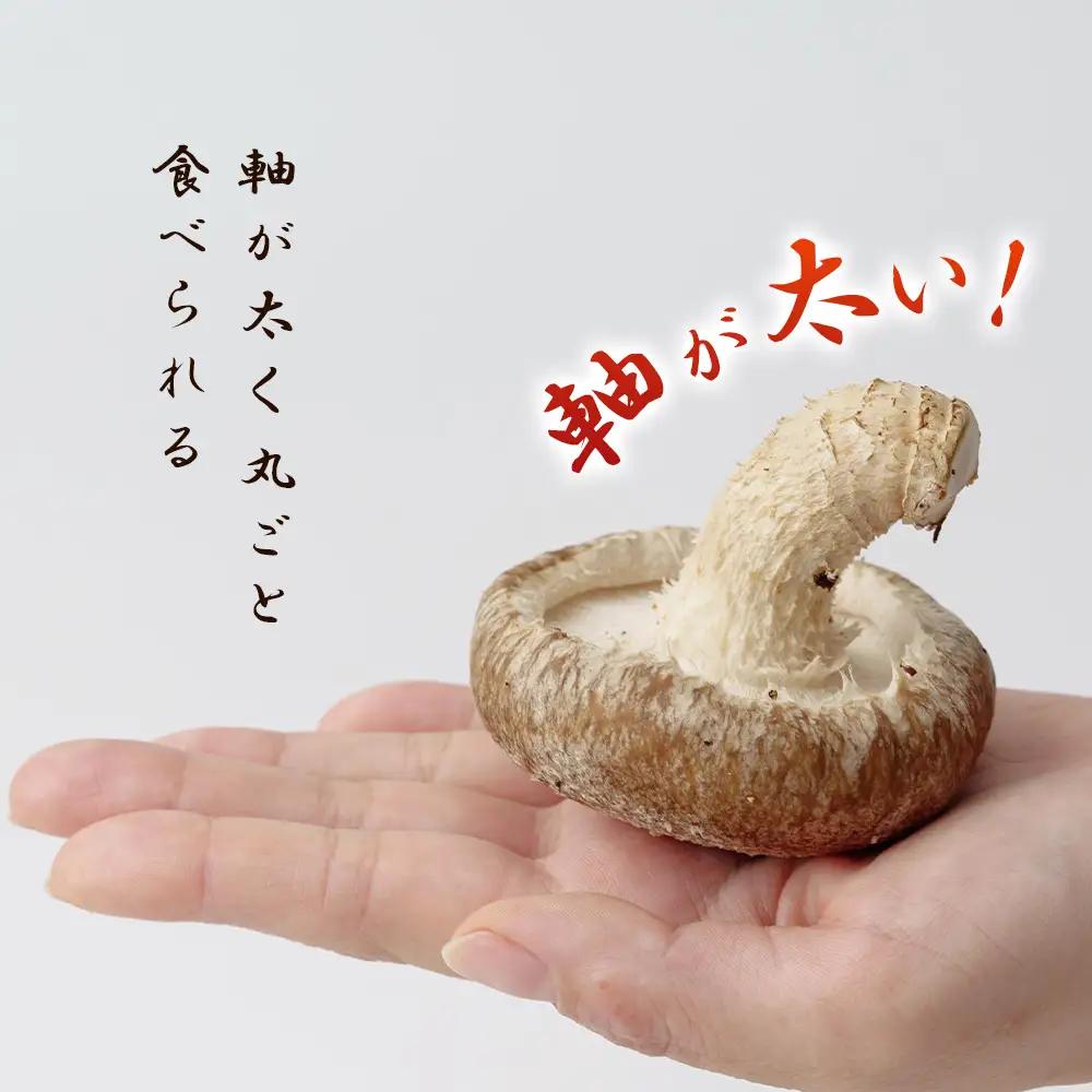行田産こだわり生椎茸 約900g No.135