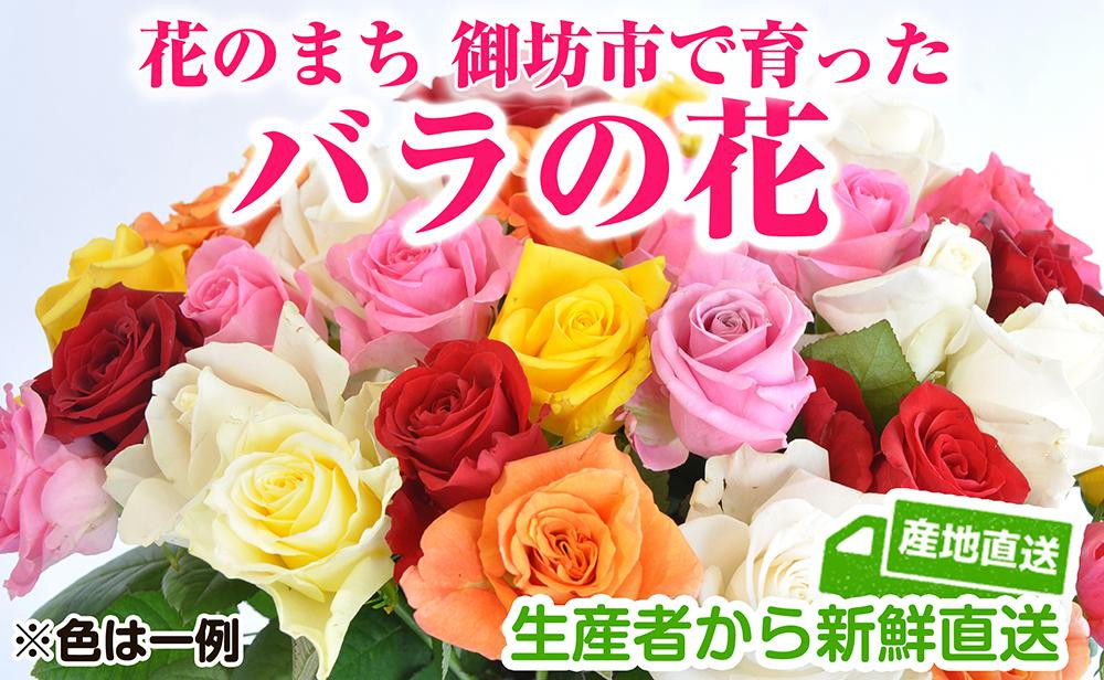 
【0096-2】バラの花 約20本 花のまち御坊産の薔薇 生産者から新鮮直送
