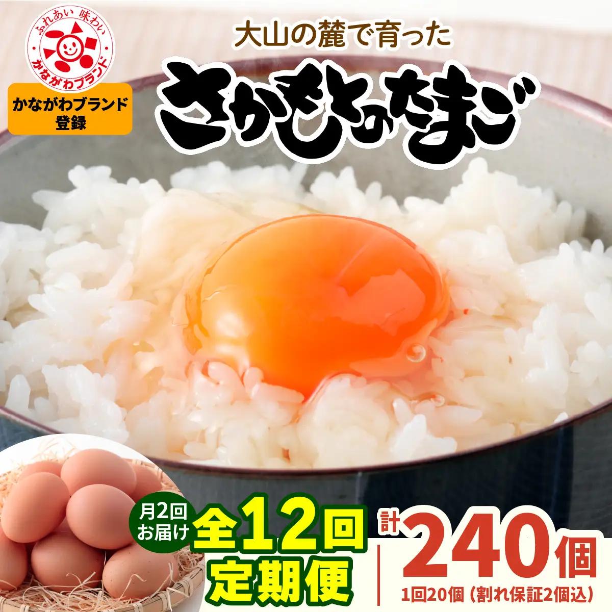 [定期便／6ヶ月×月2回 (全12回)] さかもとのたまご 20個 (18個＋割れ保証2個) 合計240個 [1129]