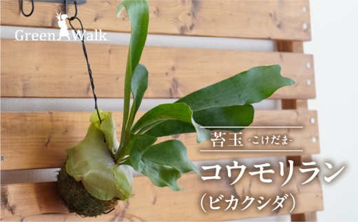 苔玉 コウモリラン インテリア 緑 グリーン 植物 簡単 初心者 かわいい コウモリラン(ビカクシダ) 自然 おしゃれ Green Walk 苔玉 苔玉 苔玉 苔玉 苔玉 苔玉 苔玉 苔玉 植物 苔玉 植物 苔玉 簡単 苔玉 簡単 苔玉 豊橋 苔玉 豊橋 苔玉 植物 苔玉 簡単 苔玉 豊橋 苔玉 植物 苔玉 簡単 苔玉 豊橋 苔玉 植物 苔玉 簡単 苔玉 豊橋 苔玉 植物 苔玉 簡単 苔玉 豊橋