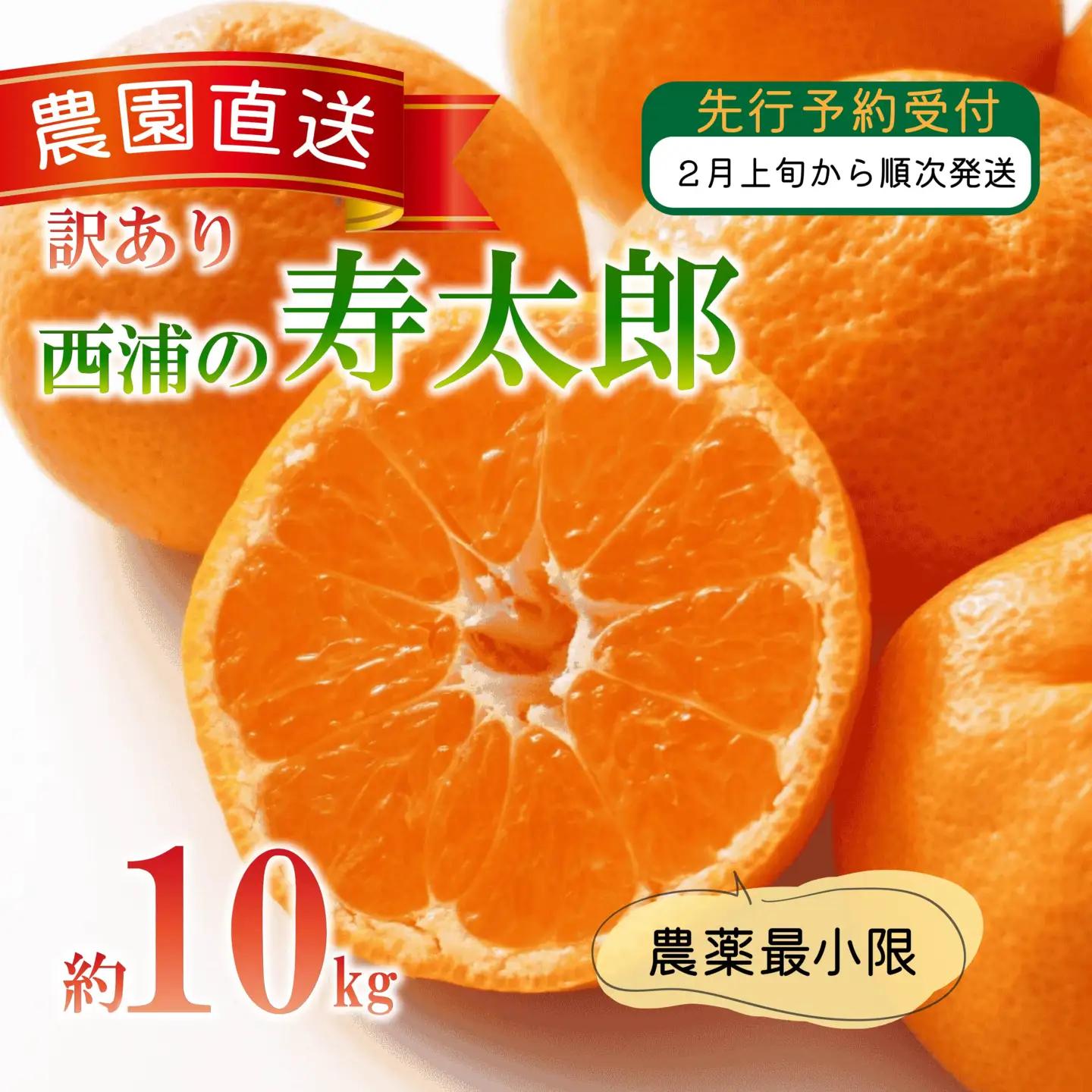 【訳あり】 寿太郎 みかん 10kg 西浦 寿太郎 みかん 木負観光みかん園