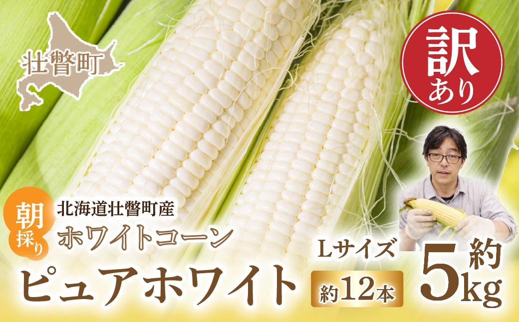 
                  ＜2026年8月中旬頃よりお届け＞【訳あり】【朝採り】ピュアホワイト（ホワイトコーン）Lサイズ以上12本(約5kg)   【 とうもろこし とうきび トウモロコシ 甘い スイーツ デザート ピュアホワイト コーン 人気 野菜 産地直送 新鮮 北海道 壮瞥町 規格外 ワケあり おすすめ 】 SBTQ016
                