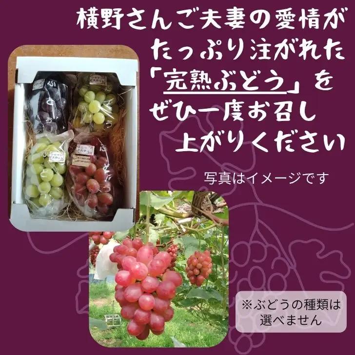 BV1　横野さん家の「完熟ぶどう」の詰合せ　約 1.5㎏ 【 数量限定 ブドウ 葡萄 詰め合わせ セット 贈答 藤稔 紫玉 ピオーネ シャインマスカット ギフト 自宅用 】