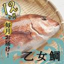 【ふるさと納税】 定期便 魚 12回 タイ 鯛 1匹分 刺身用半身 皮付き半身 頭付き ブランド 乙女鯛 鮮魚 刺身 鯛めし 高知県 須崎市人気 ランキング 食品 お楽しみ バラエティ おすすめ 12ヶ月 魚 魚介類 さかな