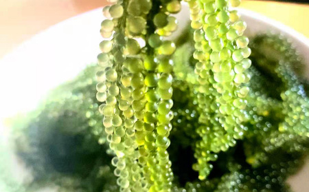 海ぶどう 茎無し海ぶどう 300g（たれ付き）