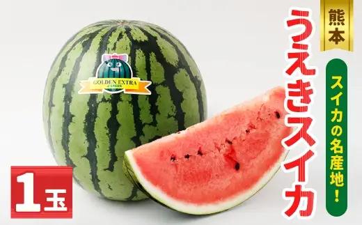 ＜ R8年熊本地震復興支援 ＞熊本うえきスイカ 1玉 （ 約10kg ） スイカ すいか 西瓜 大玉スイカ 大玉 果物 くだもの フルーツ 果実 果肉 国産 熊本県産 甘み 【 2027年4月上旬から6月下旬発送予定 】