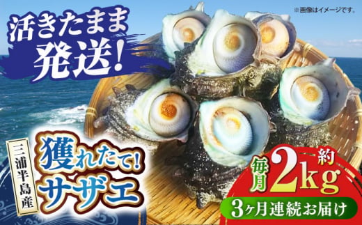 【全3回定期便】サザエ 2kg 13〜20個 三浦半島 さざえ バーベキュー BBQ 貝 直送 つぼ焼き 新鮮 獲れたて 魚貝類 魚介類 魚介 海鮮 海の幸 名産品 特産品 定期【長井水産株式会社】 [AKAJ012]