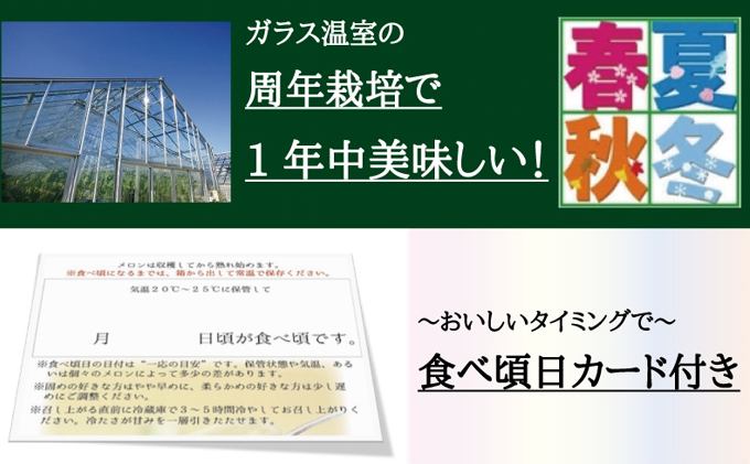 8月発送クラウンメロン（山級）特大玉  1玉　ギフト箱入り