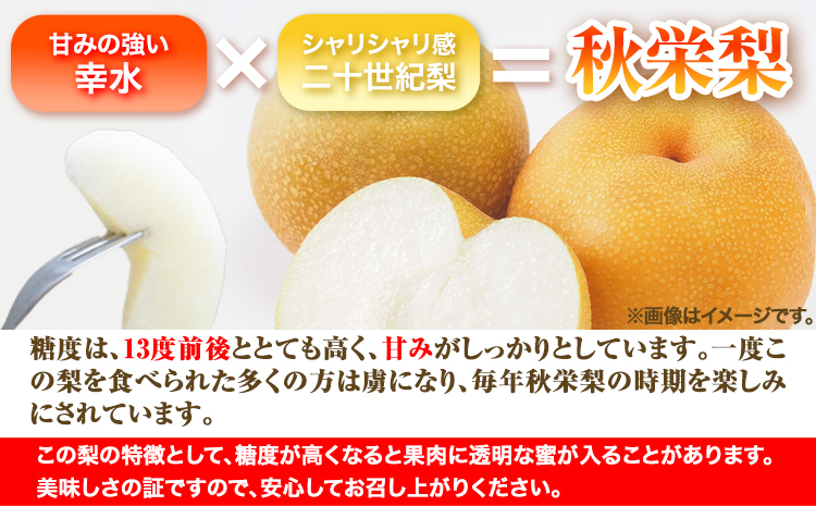 【2026年先行予約】秀品 秋栄梨 約3kg (4~10玉) 高間商店《2026年8月中旬-9月上旬頃出荷》 鳥取県 八頭町 梨 なし ナシ 果物 フルーツ 先行予約 ふるさと納税 送料無料 甘い 果