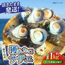 【ふるさと納税】【全3回定期便】サザエ 1kg 6～10個 三浦半島【長井水産株式会社】[AKAJ009]