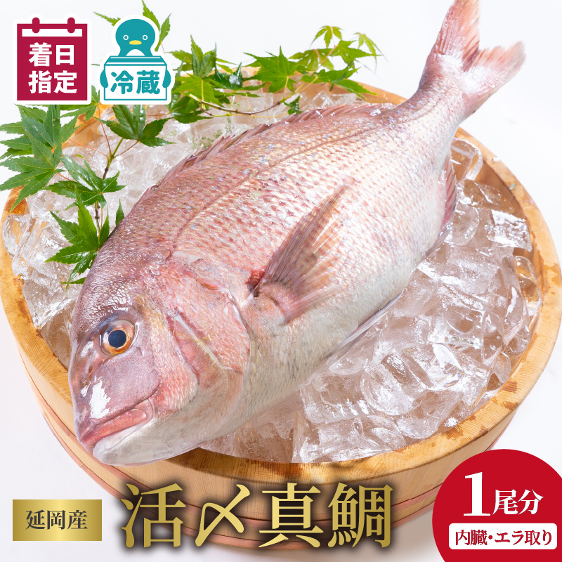 【冷蔵】延岡産活〆鮮魚職人技の脱血鮮魚真鯛１尾分（内臓エラ取り） N019-YZA476