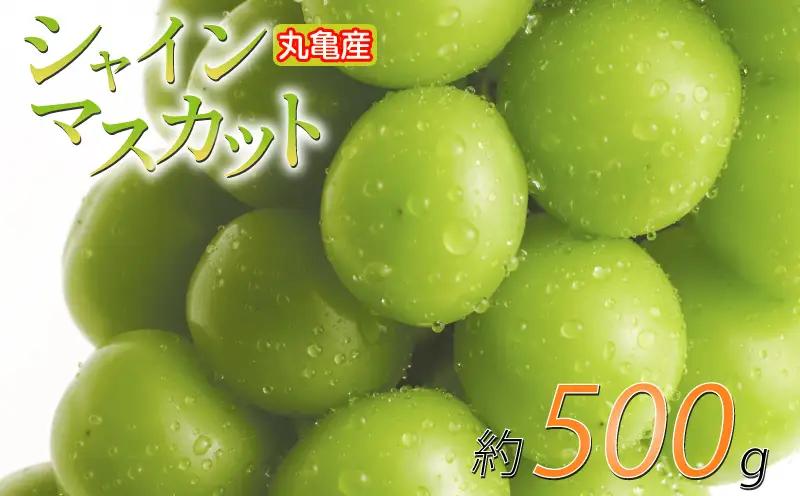 【2026年8月下旬から順次発送】 シャインマスカット 約500g 1房