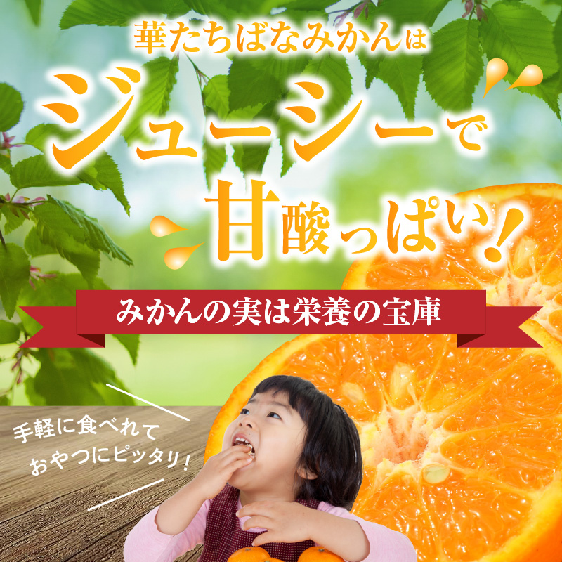 【先行予約】【2025年12月発送開始】華たちばなみかん 約5kg｜ＪＡふくおか八女 蜜柑 ミカン 秀品 福岡 果物 フルーツ 先行予約 家庭用 自宅用 期間限定 数量限定