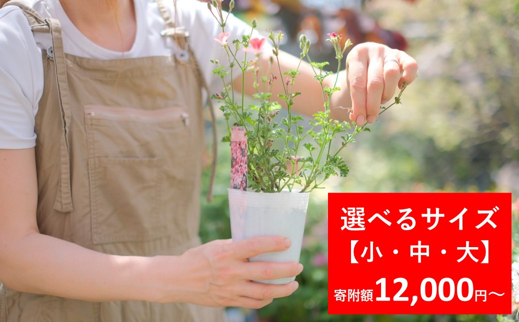 
            季節の寄せ植え 【選べるサイズ 小・中・大】 季節のお花 造園 園芸 お花 鉢植え 自然 ガーデニング 朝来市 糠 肥料 兵庫県朝来市にある園芸店 「Obriga道（オブリガード）」 からお届け
          