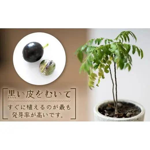 カレーリーフの種　15粒　CS-4