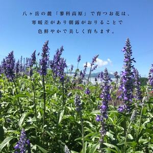 信州八ヶ岳の麓から贈るドライフラワーリース Sハーフ(ピンク)【1659519】